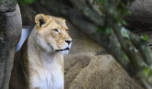 Preview wallpaper lioness, big cat, face