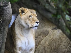 Preview wallpaper lioness, big cat, face