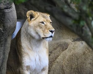 Preview wallpaper lioness, big cat, face