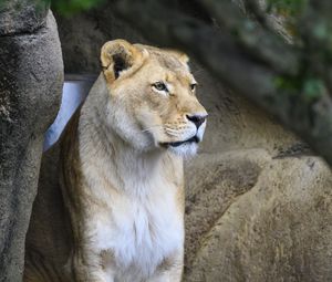Preview wallpaper lioness, big cat, face