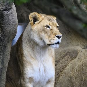 Preview wallpaper lioness, big cat, face