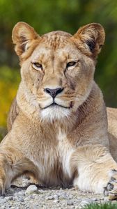 Preview wallpaper lioness, big cat, glance, animal, predator