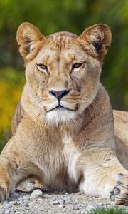 Preview wallpaper lioness, big cat, glance, animal, predator