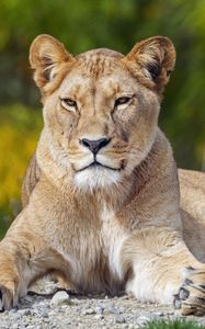 Preview wallpaper lioness, big cat, glance, animal, predator
