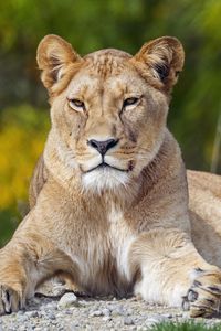 Preview wallpaper lioness, big cat, glance, animal, predator