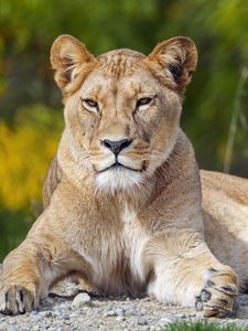 Preview wallpaper lioness, big cat, glance, animal, predator