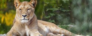 Preview wallpaper lioness, big cat, glance, animal, predator