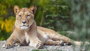 Preview wallpaper lioness, big cat, glance, animal, predator