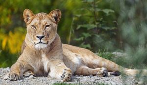 Preview wallpaper lioness, big cat, glance, animal, predator