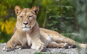 Preview wallpaper lioness, big cat, glance, animal, predator