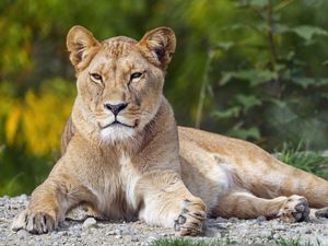 Preview wallpaper lioness, big cat, glance, animal, predator