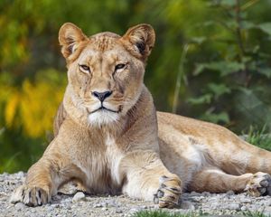 Preview wallpaper lioness, big cat, glance, animal, predator