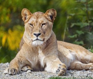 Preview wallpaper lioness, big cat, glance, animal, predator