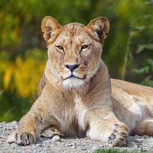 Preview wallpaper lioness, big cat, glance, animal, predator