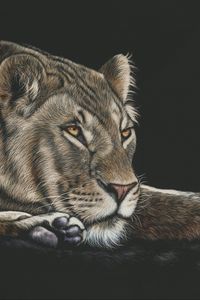 Preview wallpaper lioness, big cat, glance, art, drawing