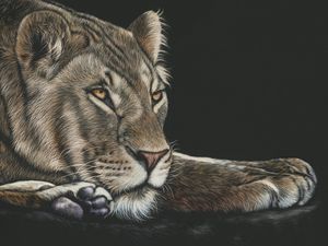 Preview wallpaper lioness, big cat, glance, art, drawing