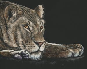 Preview wallpaper lioness, big cat, glance, art, drawing