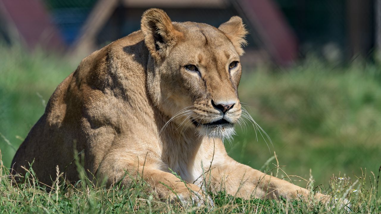 Wallpaper lioness, big cat, glance, predator, wildlife