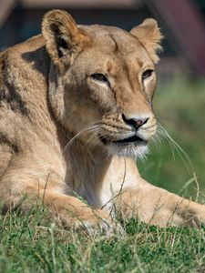 Preview wallpaper lioness, big cat, glance, predator, wildlife