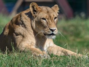 Preview wallpaper lioness, big cat, glance, predator, wildlife