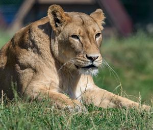 Preview wallpaper lioness, big cat, glance, predator, wildlife