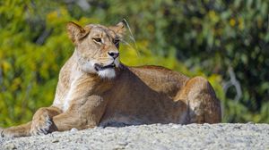 Preview wallpaper lioness, big cat, glance, predator