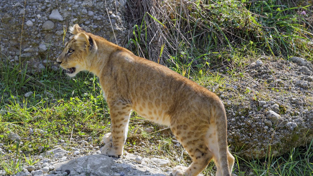 Wallpaper lioness, big cat, glance, predator, profile