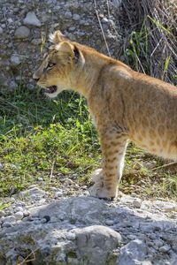 Preview wallpaper lioness, big cat, glance, predator, profile