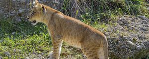 Preview wallpaper lioness, big cat, glance, predator, profile