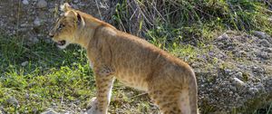Preview wallpaper lioness, big cat, glance, predator, profile