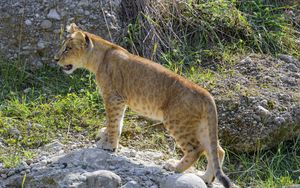 Preview wallpaper lioness, big cat, glance, predator, profile