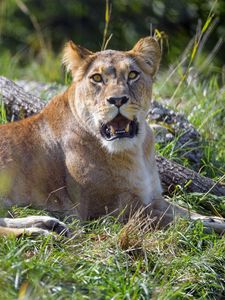 Preview wallpaper lioness, big cat, glance, predator, grass