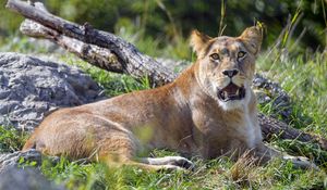 Preview wallpaper lioness, big cat, glance, predator, grass