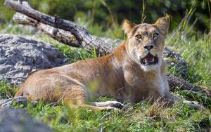 Preview wallpaper lioness, big cat, glance, predator, grass