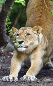 Preview wallpaper lioness, big cat, muzzle, claws