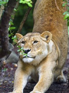 Preview wallpaper lioness, big cat, muzzle, claws