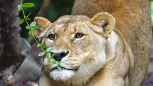 Preview wallpaper lioness, big cat, muzzle, claws