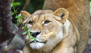 Preview wallpaper lioness, big cat, muzzle, claws