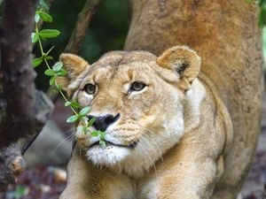 Preview wallpaper lioness, big cat, muzzle, claws