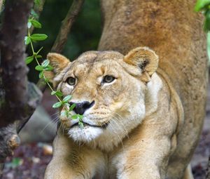 Preview wallpaper lioness, big cat, muzzle, claws