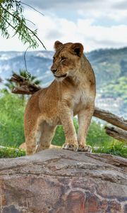 Preview wallpaper lioness, big cat, paws