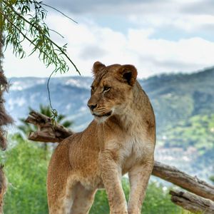 Preview wallpaper lioness, big cat, paws