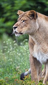 Preview wallpaper lioness, big cat, predator, glance, wildlife