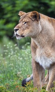 Preview wallpaper lioness, big cat, predator, glance, wildlife