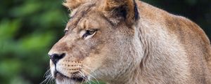 Preview wallpaper lioness, big cat, predator, glance, wildlife