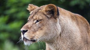 Preview wallpaper lioness, big cat, predator, glance, wildlife