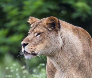 Preview wallpaper lioness, big cat, predator, glance, wildlife