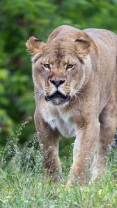 Preview wallpaper lioness, big cat, predator, wildlife