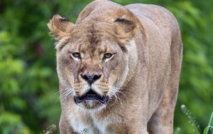 Preview wallpaper lioness, big cat, predator, wildlife