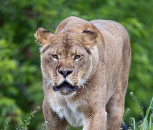 Preview wallpaper lioness, big cat, predator, wildlife